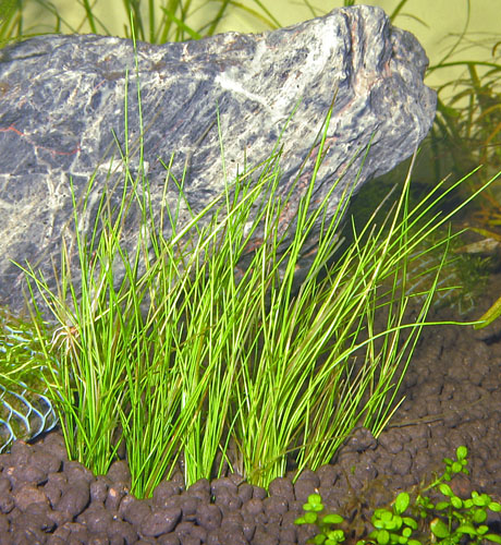 Dwarf Hairgrass